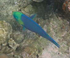 Image of Greensnout parrotfish