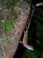 Image of Bueycito Anole