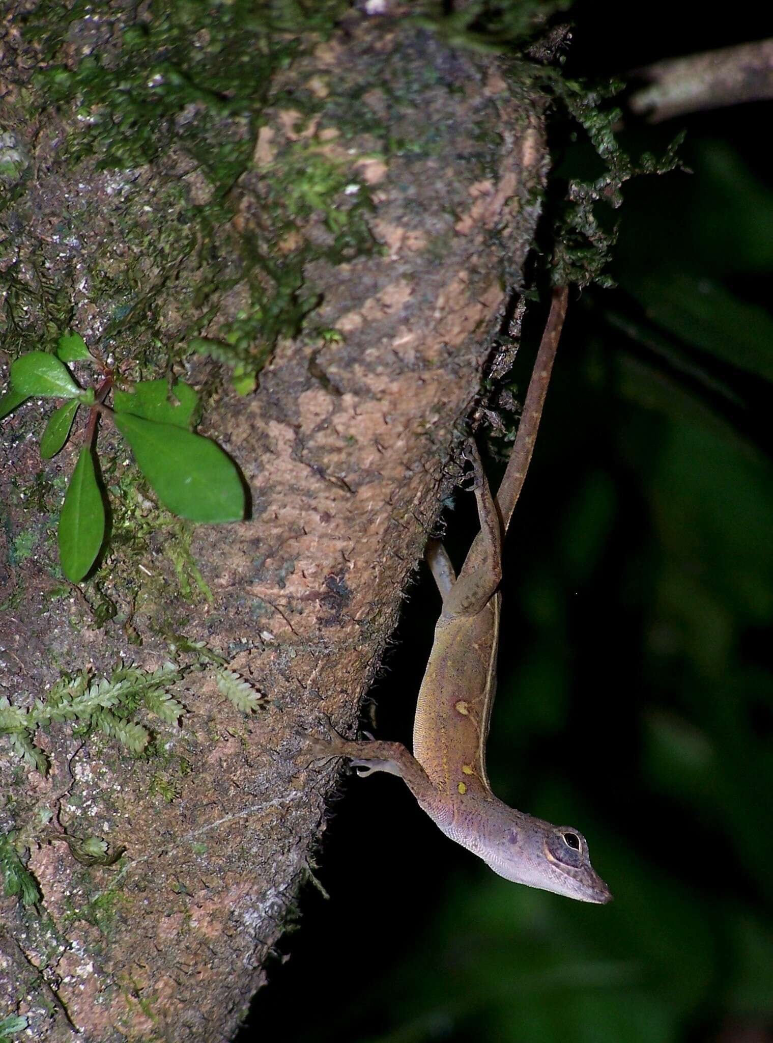 Image of Bueycito Anole