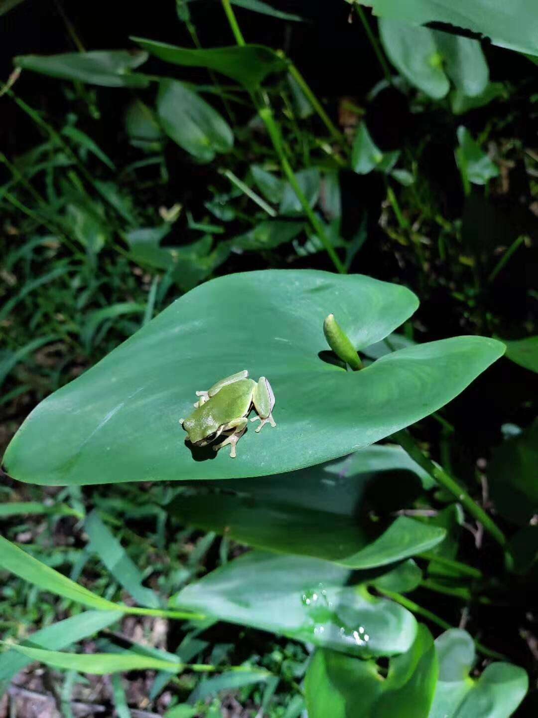 Hyla chinensis Günther 1858的圖片