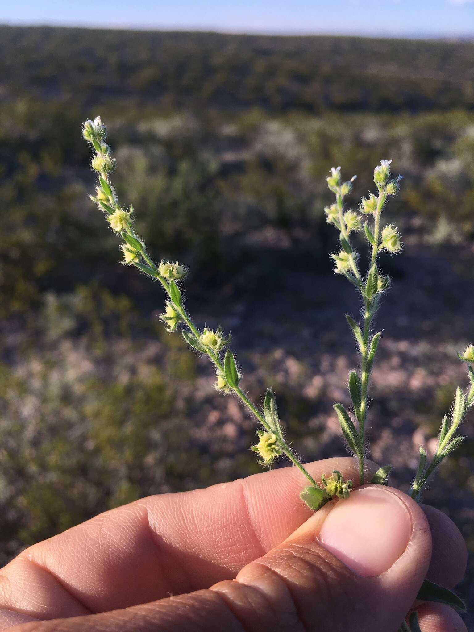 Image of flatspine stickseed