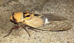 Image of Thopha colorata Distant 1907