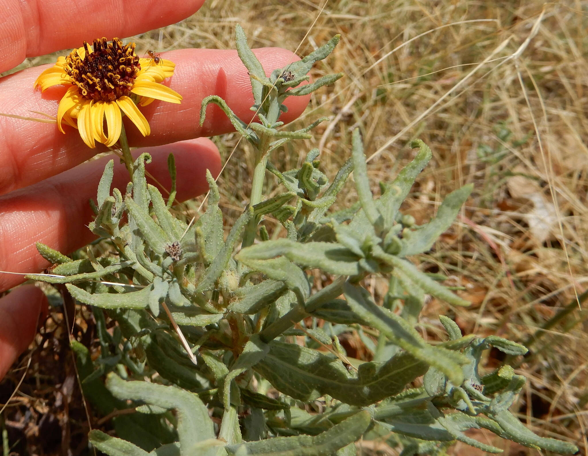 Image of Texas blueweed