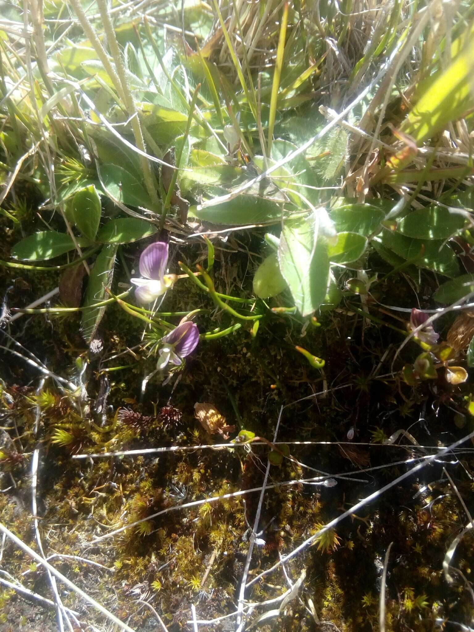 Image of Carmichaelia uniflora Kirk