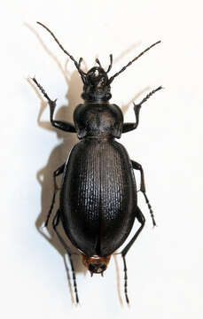 Image de Carabus (Morphocarabus) henningi Fischer von Waldheim 1817