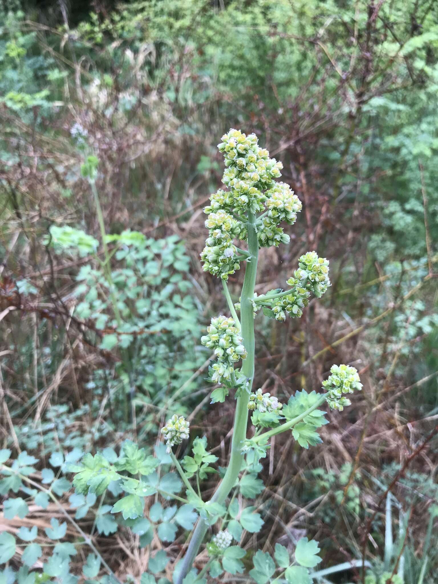 Image of Fendler's meadow-rue