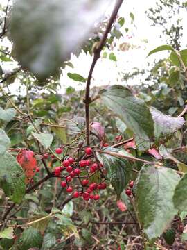 Image of Viburnum luzonicum Rolfe