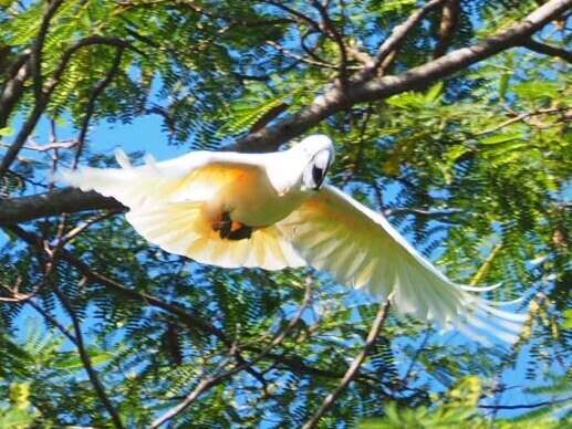 Imagem de Cacatua moluccensis (Gmelin & JF 1788)