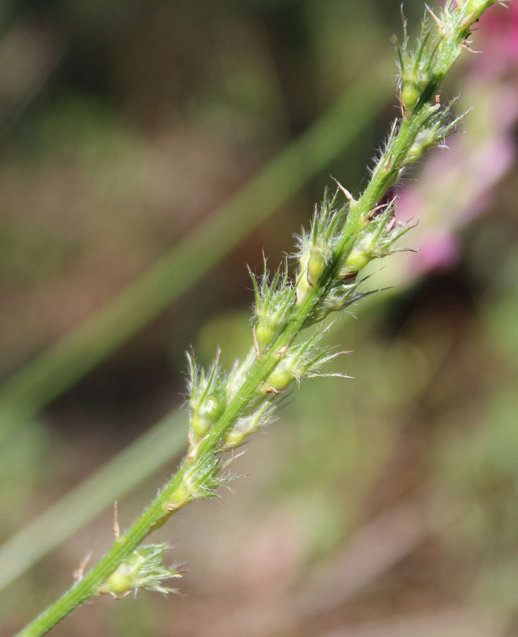 Onobrychis dielsii (Sirj.) Vassilcz.的圖片