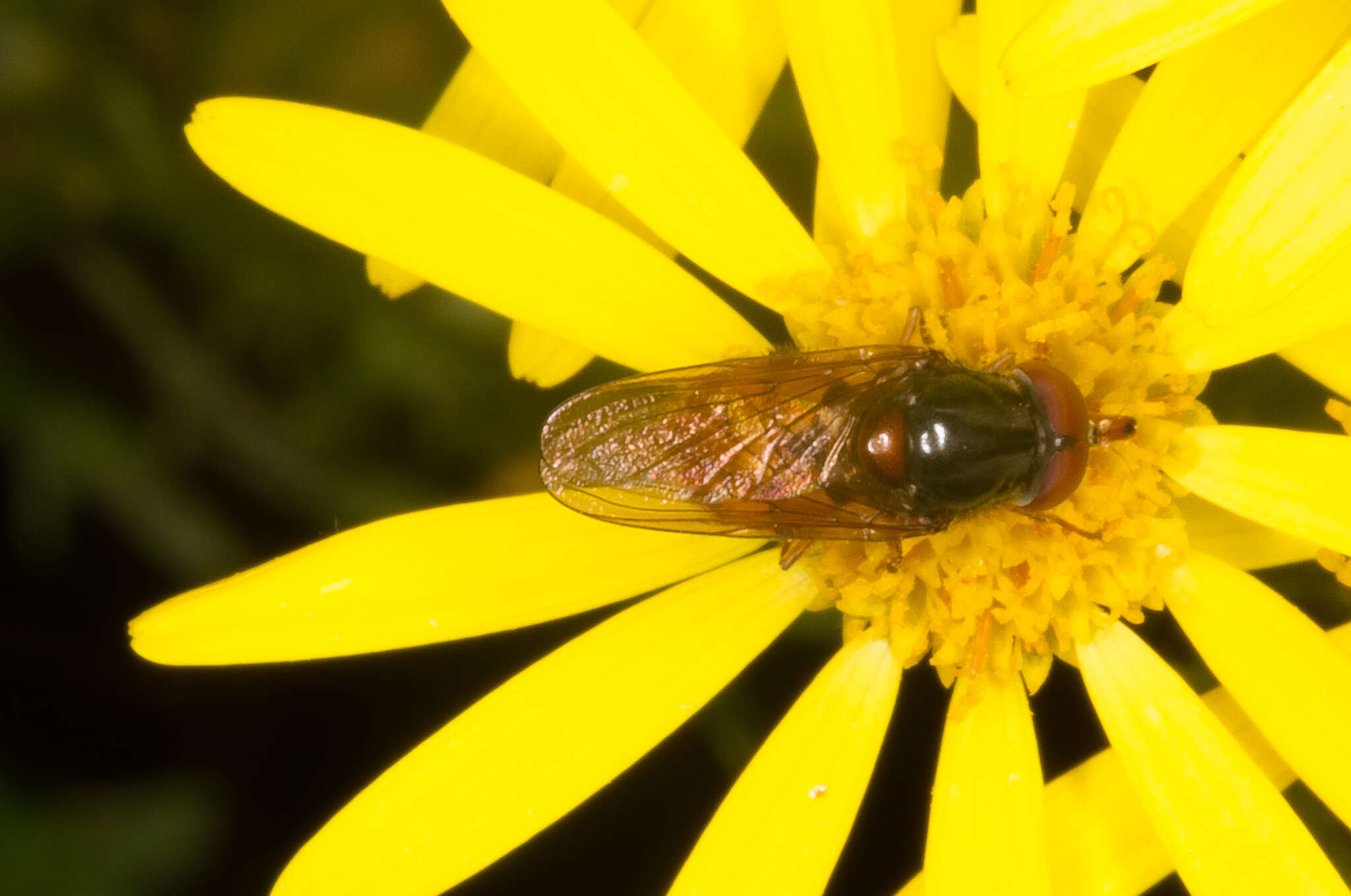 Image of Rhingia rostrata (Linnaeus 1758)