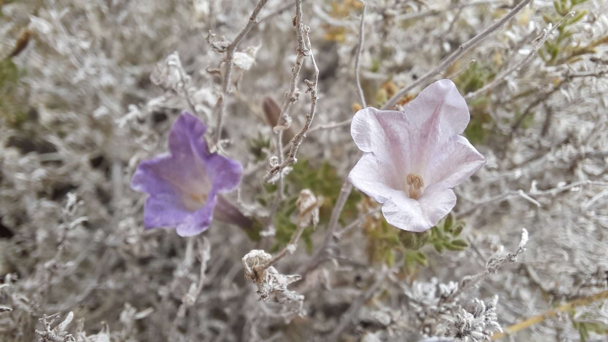 Plancia ëd Nolana leptophylla (Miers) I. M. Johnst.