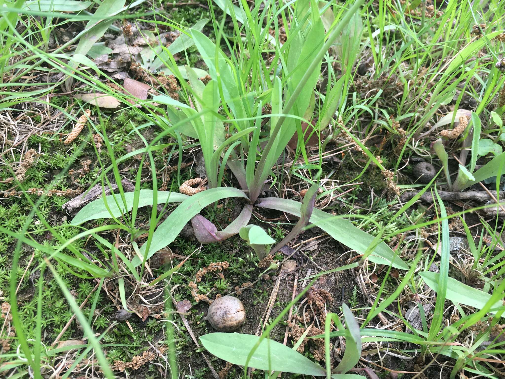 Image of Potato dandelion