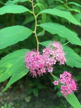 Image of Japanese meadowsweet