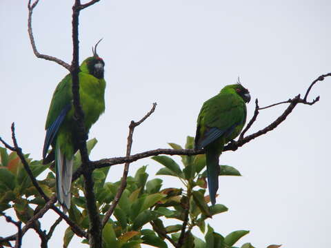 Image of Ouvea Parakeet