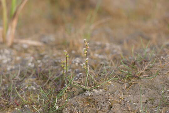 Image of Gaspe Peninsula Arrow-Grass