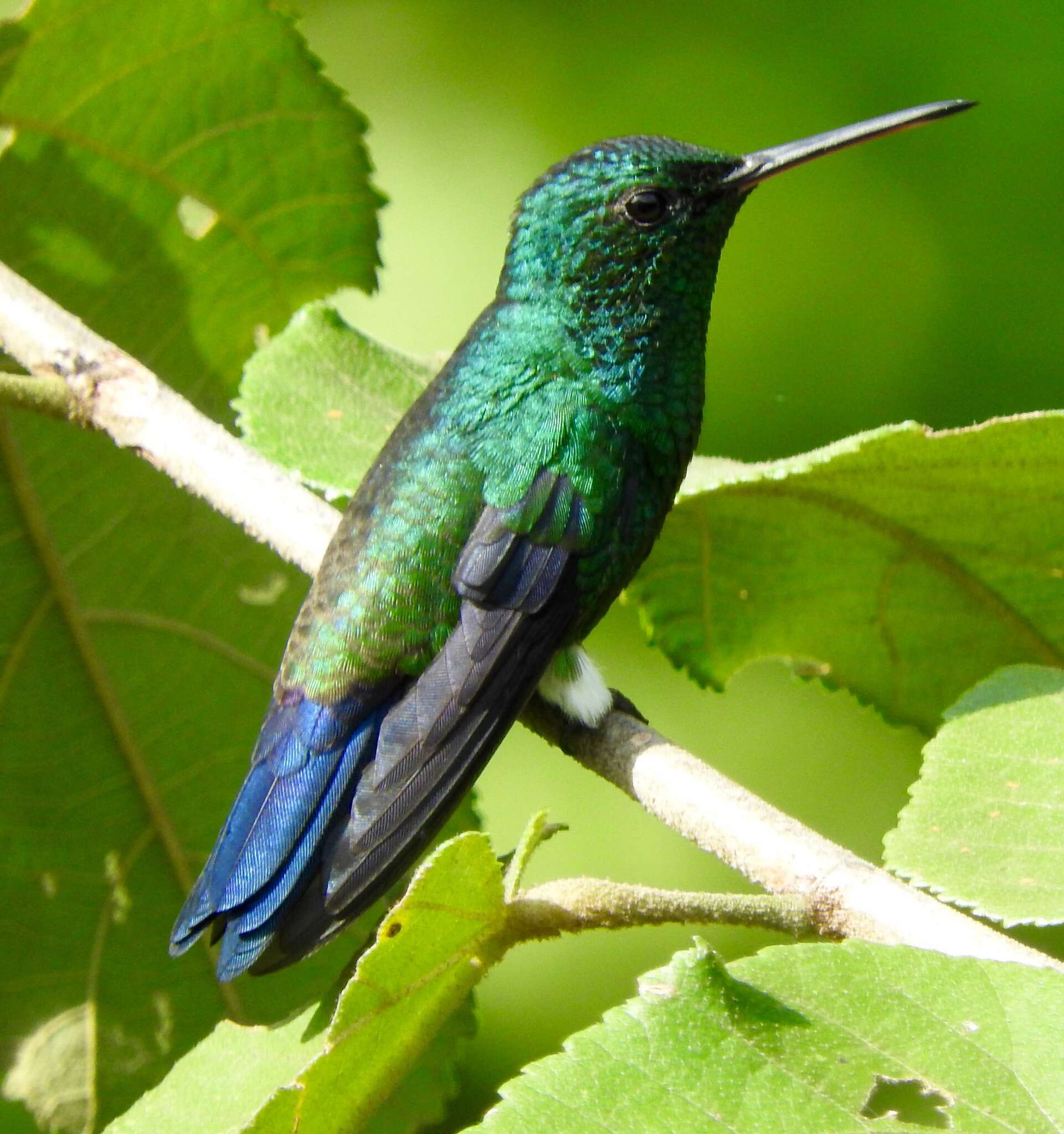 Image of Steely-vented Hummingbird