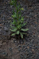 Phacelia serrata J. W. Voss resmi