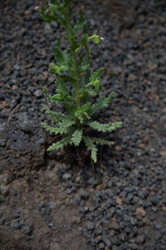 Phacelia serrata J. W. Voss resmi