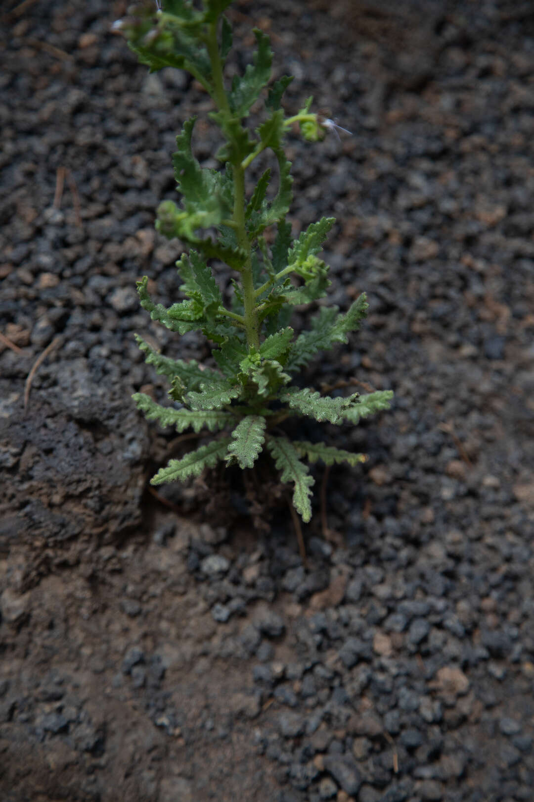 Phacelia serrata J. W. Voss resmi