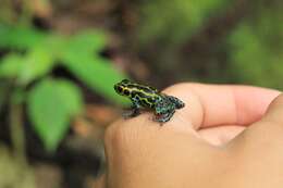 Image of Mimic Poison Frog