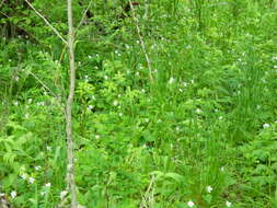 Image of creepingroot violet