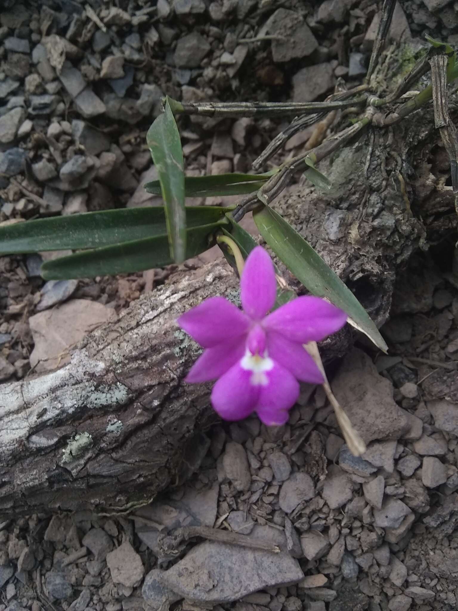 Image of Dimerandra emarginata (G. Mey.) Hoehne