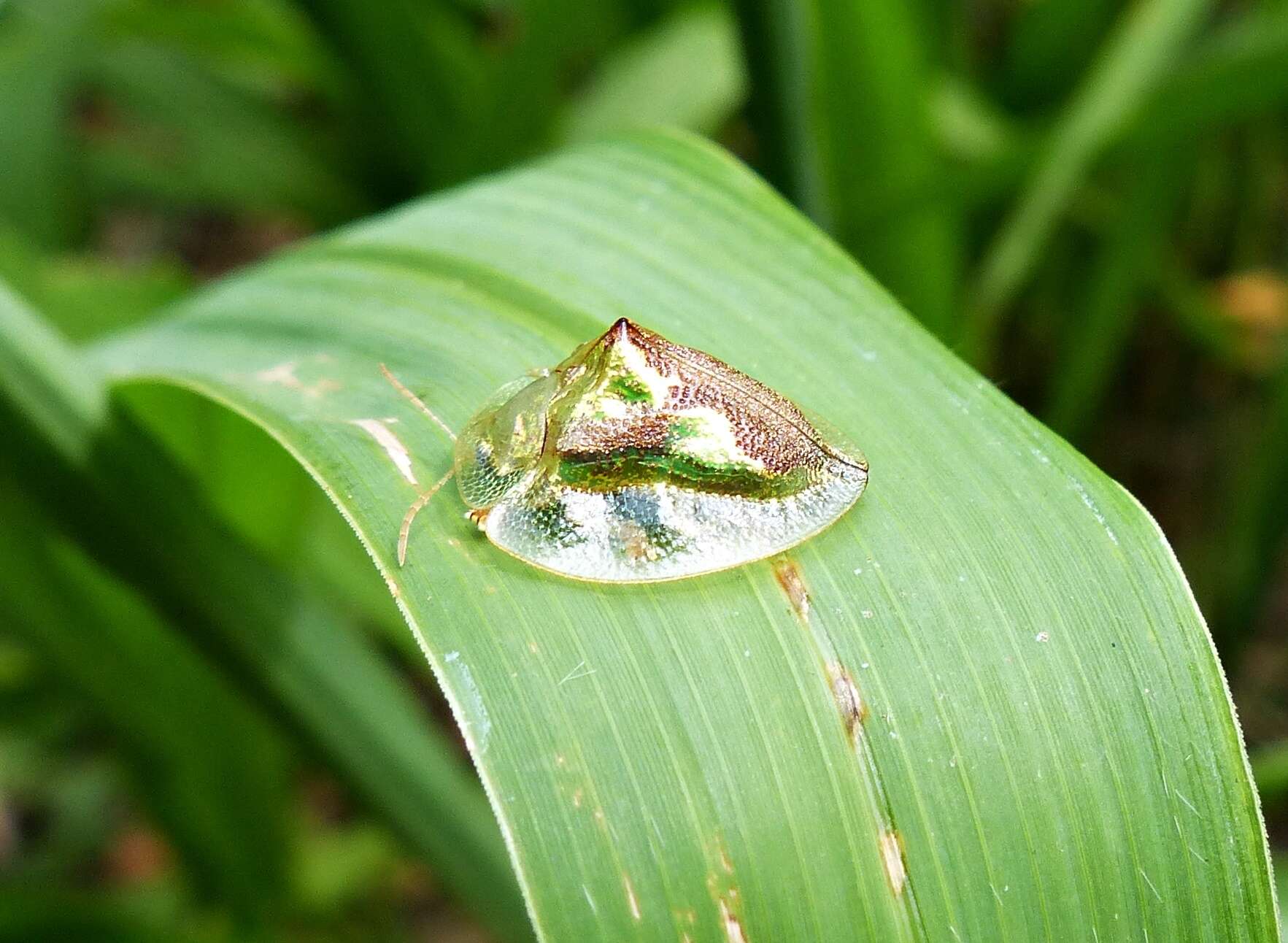 صورة Coptocycla (Psalidonota) contemta (Boheman 1855)