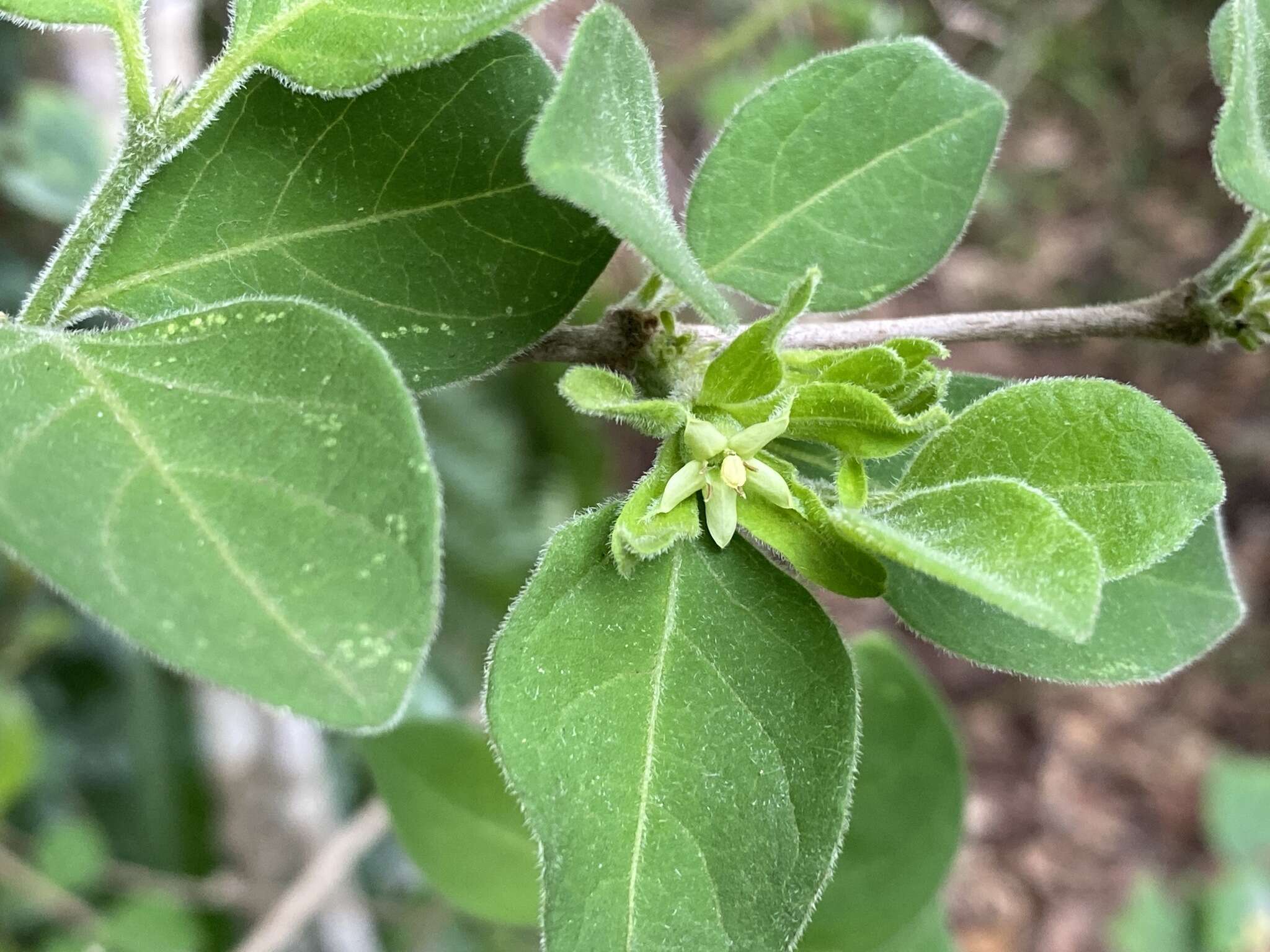 Vangueria macrocalyx Sond. resmi