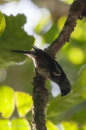 Image of Tangara mexicana brasiliensis (Linnaeus 1766)