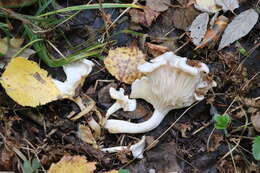 Image of Leucocybe