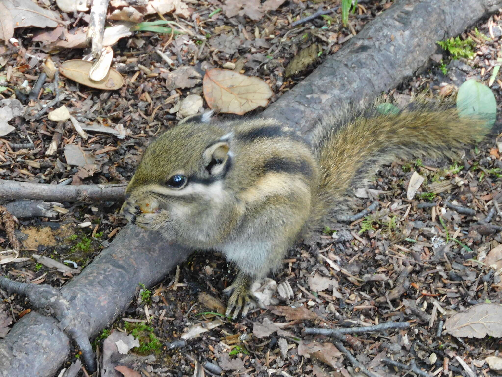 Image of Swinhoe's Striped Squirrel