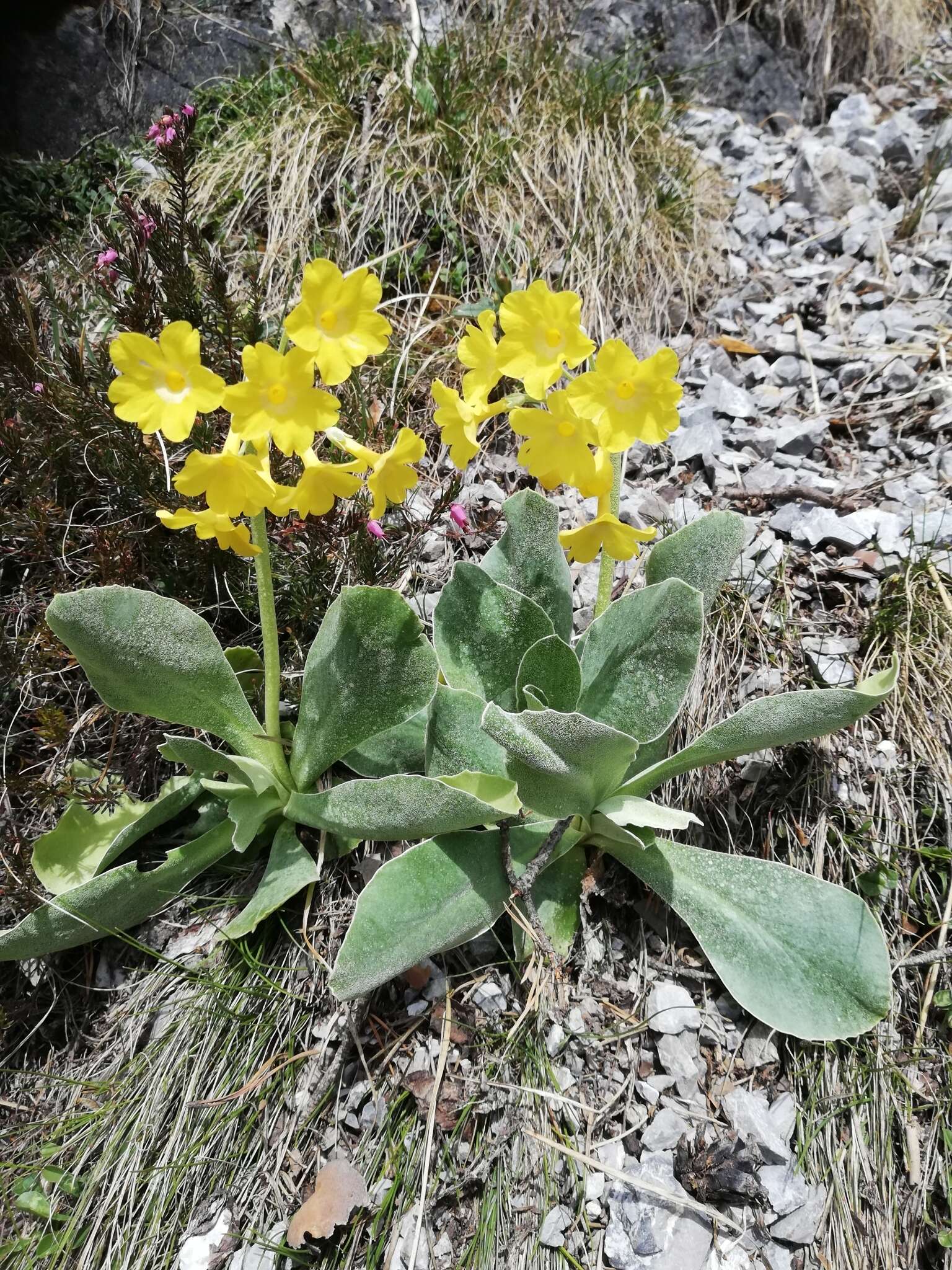 Image of Primula auricula L.