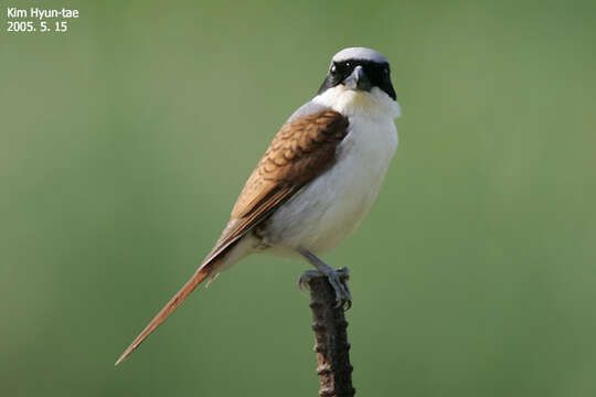 Image of Tiger Shrike