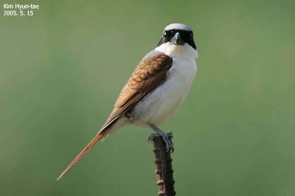 Image of Tiger Shrike