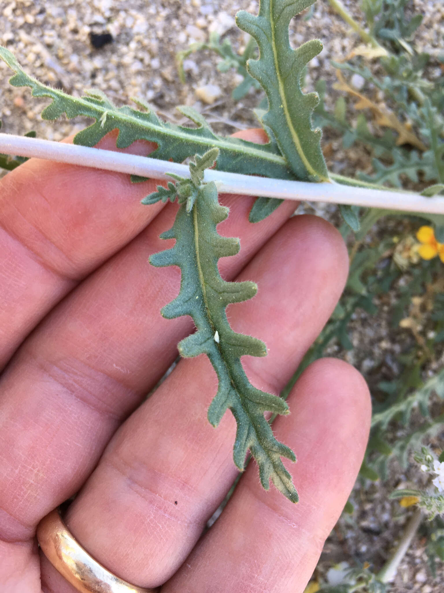 Image of Veatch's blazingstar