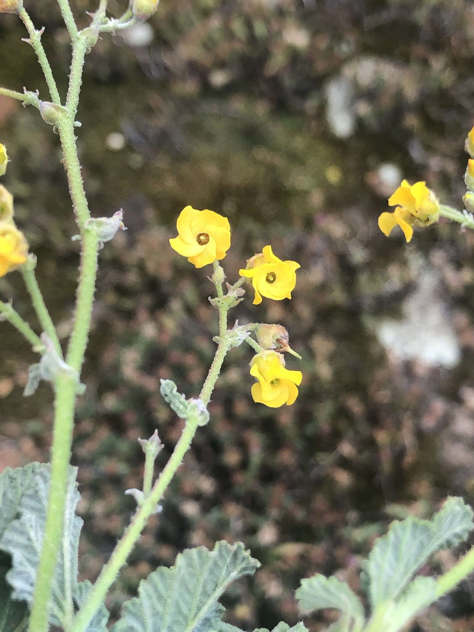 Image of Hermannia prismatocarpa E. Mey.