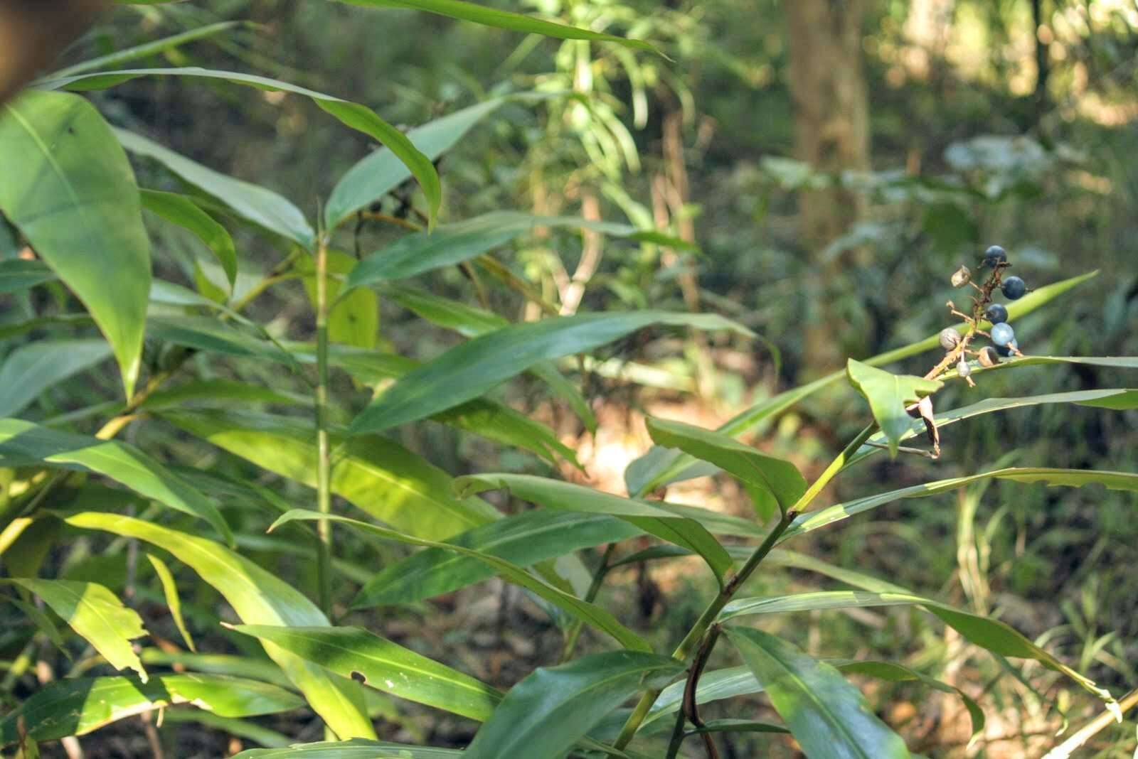 Image of Blue Berry Ginger