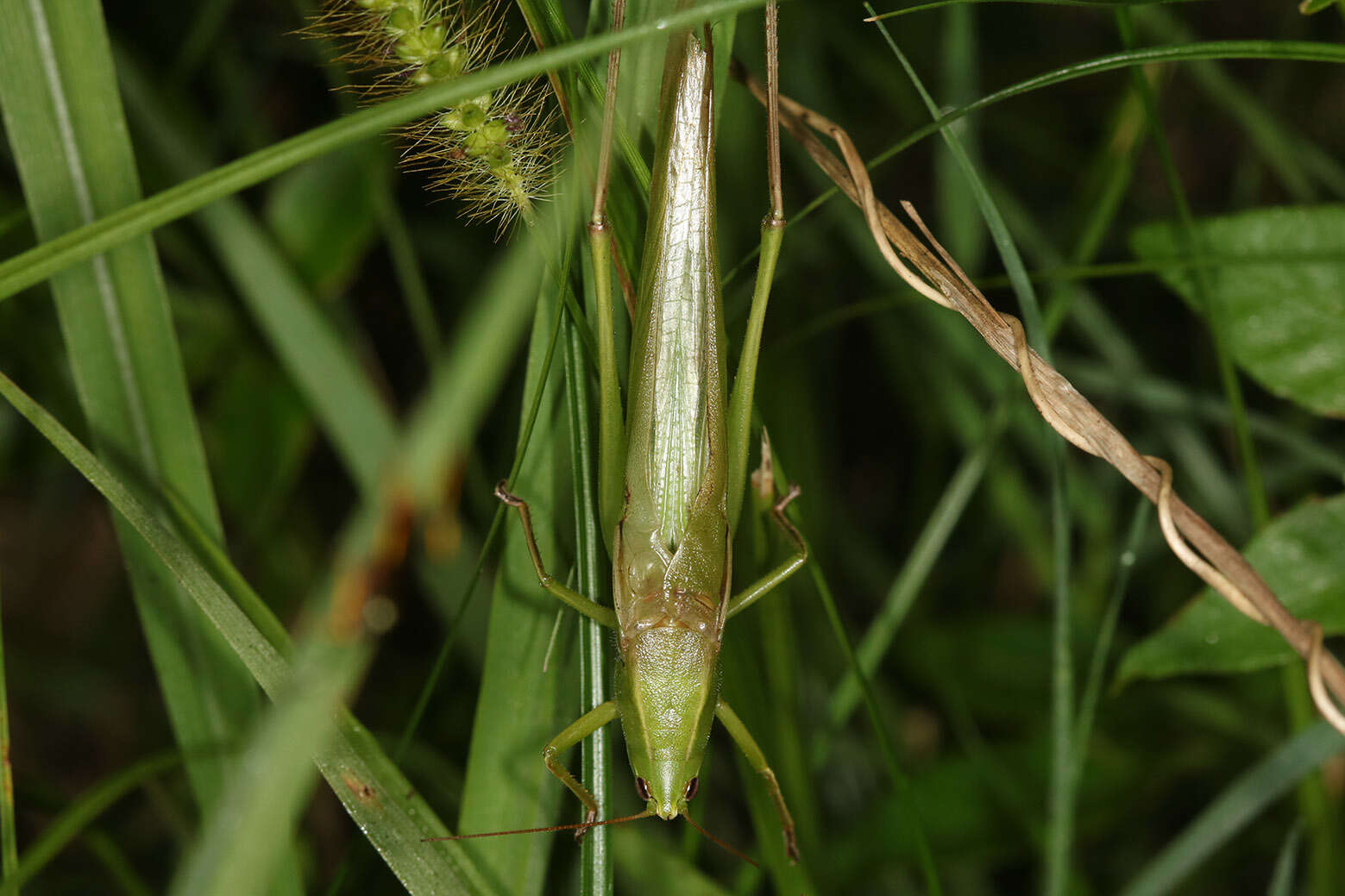 Image of Neoconocephalus viridis (Redtenbacher 1891)