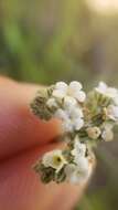 Слика од Cryptantha flaccida (Dougl.) Greene