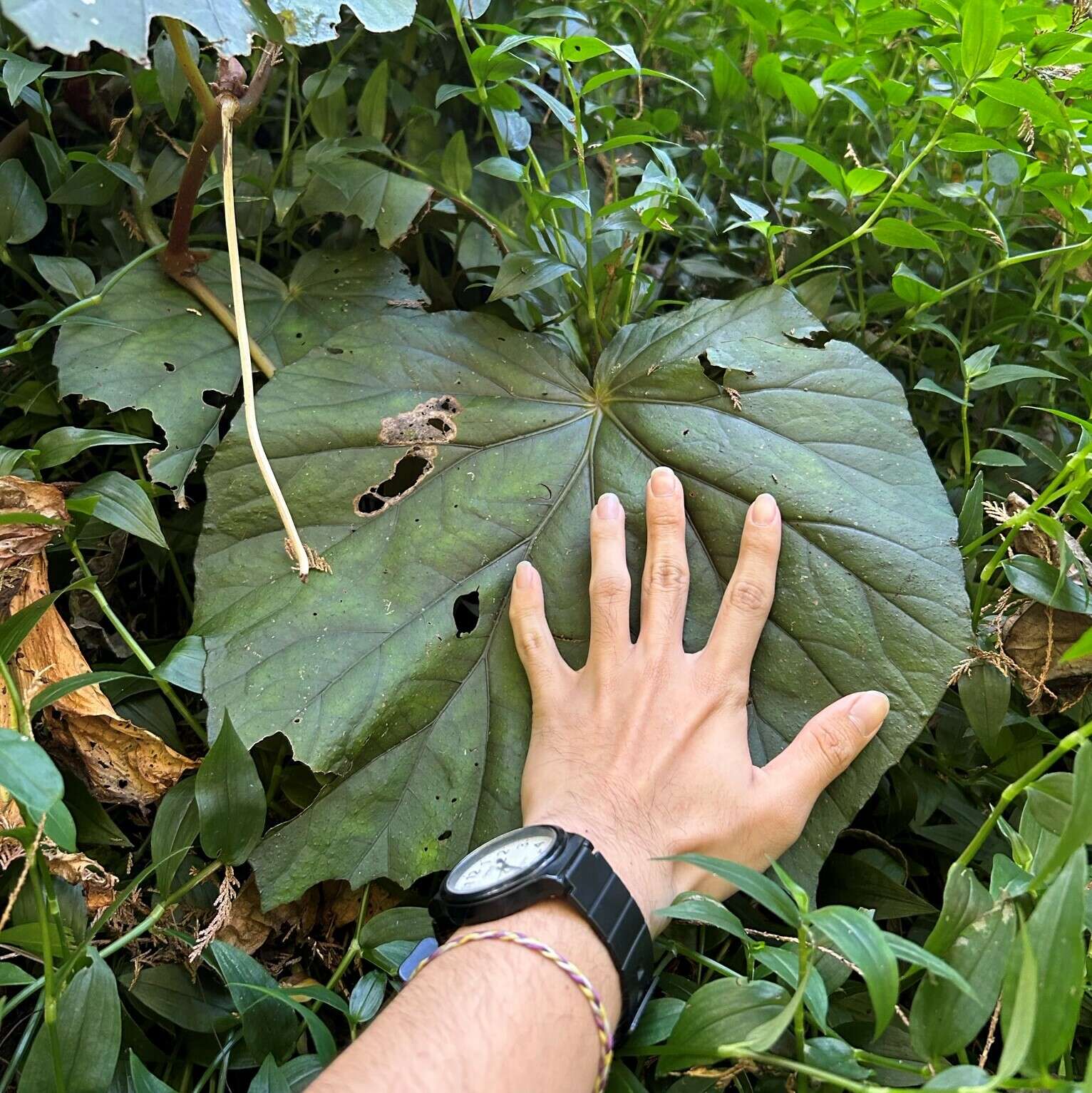 Image of Begonia nantoensis M. J. Lai & N. J. Chung