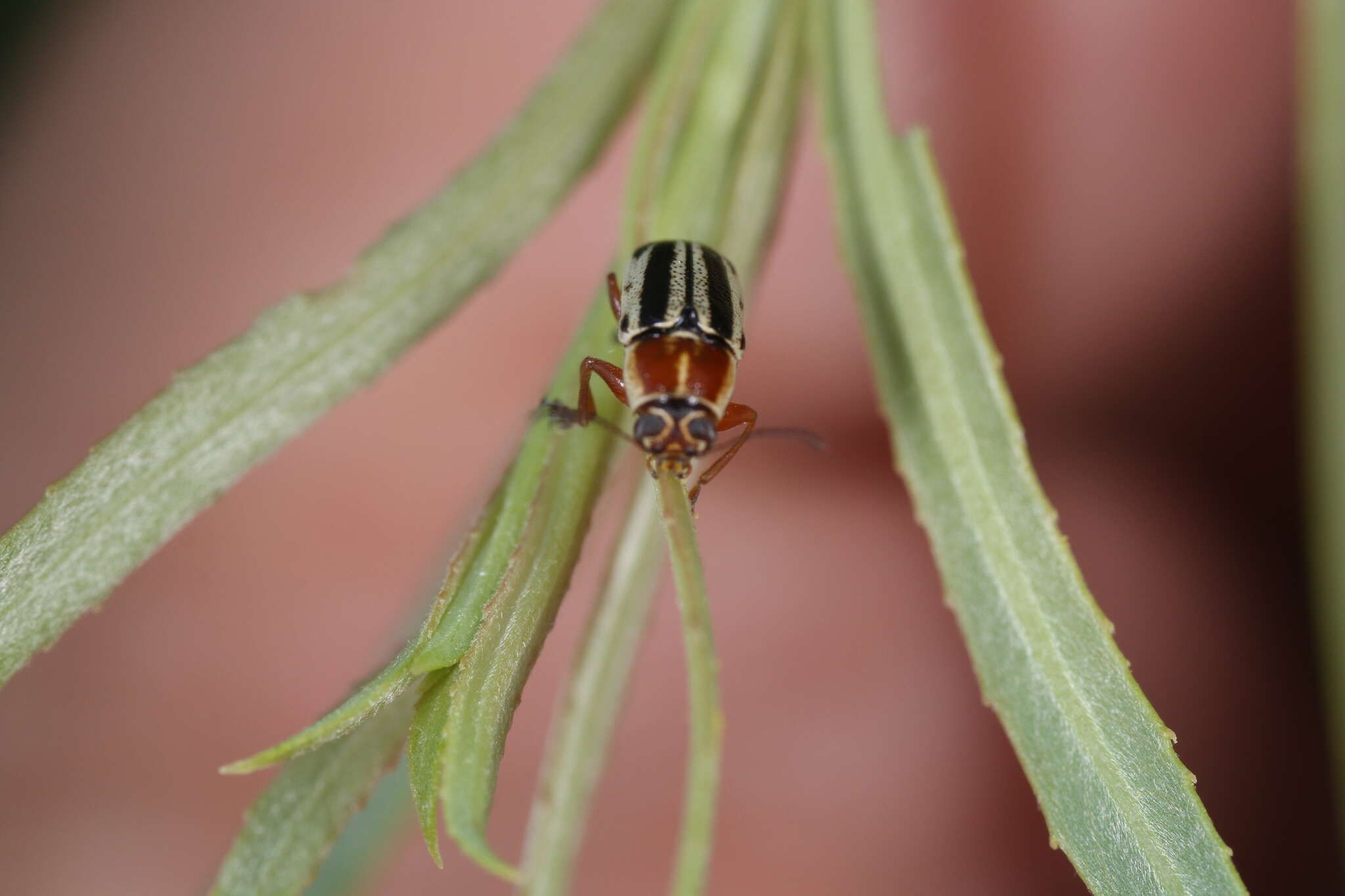 Image of Pachybrachis bivittatus (Say 1824)