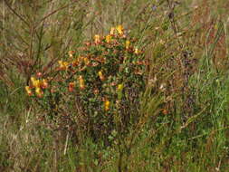 صورة Lampranthus glaucus (L.) N. E. Br.