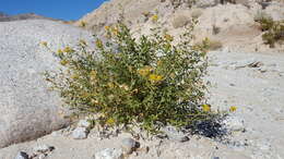 Image of alkali goldenbush