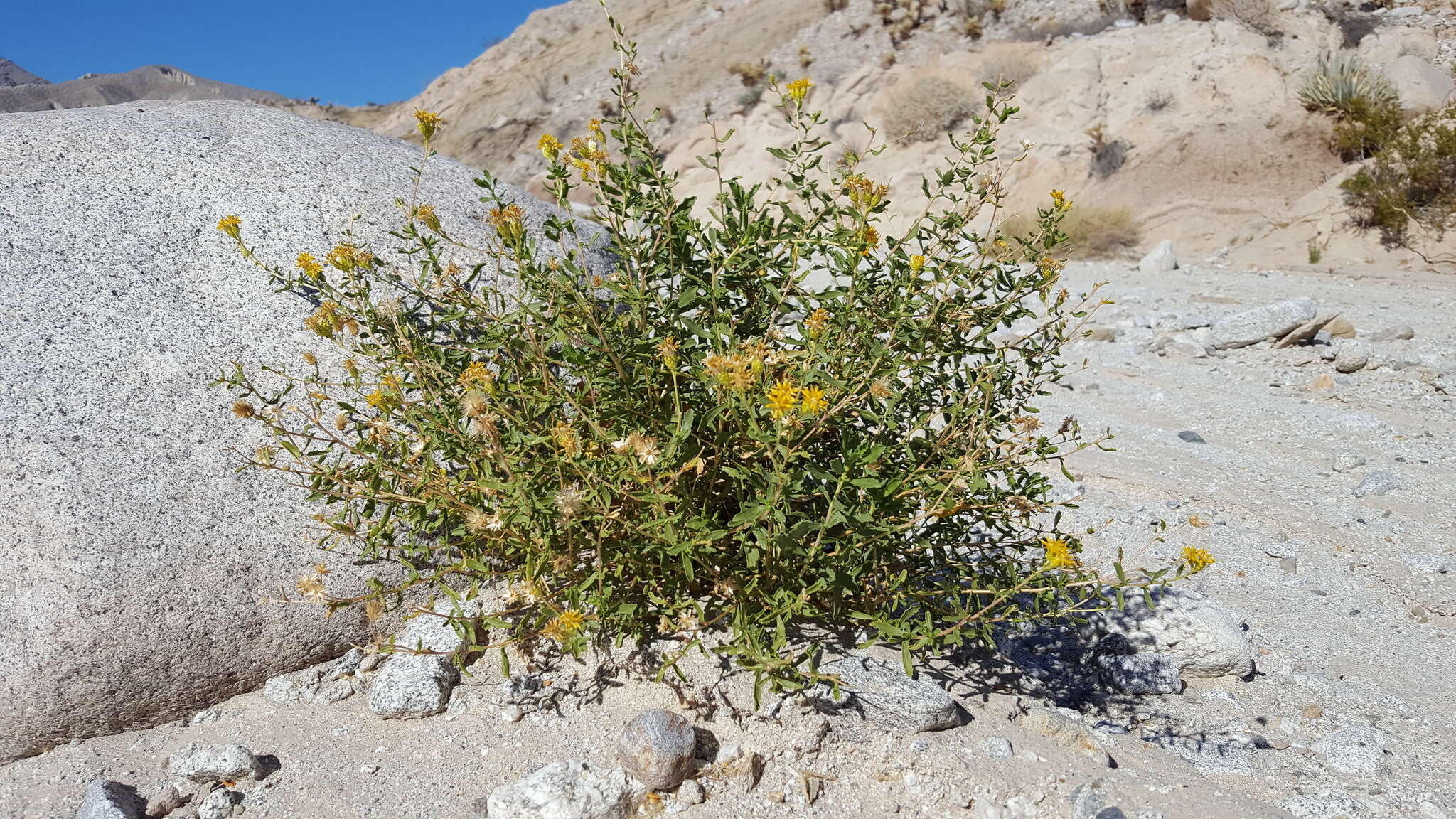 Image of alkali goldenbush