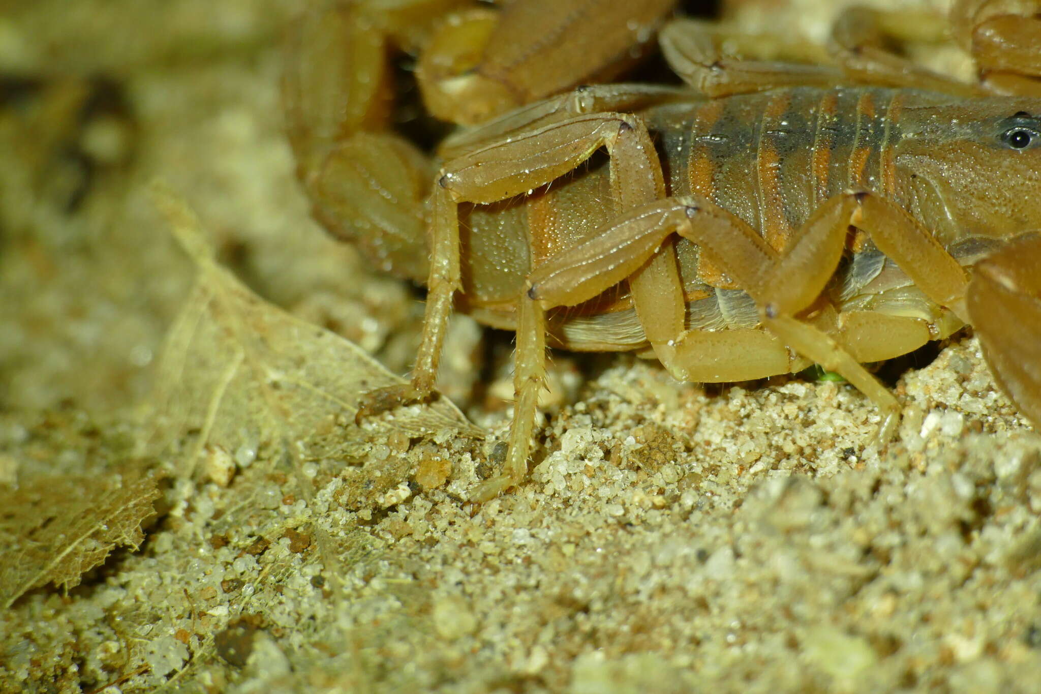 Odonturus dentatus Karsch 1879 resmi