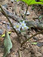 Image of Begonia obovoidea Craib