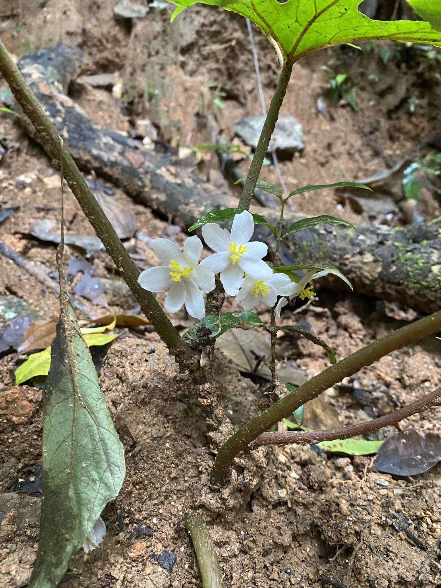 Image of Begonia obovoidea Craib