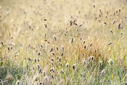 Image of blue moor grass