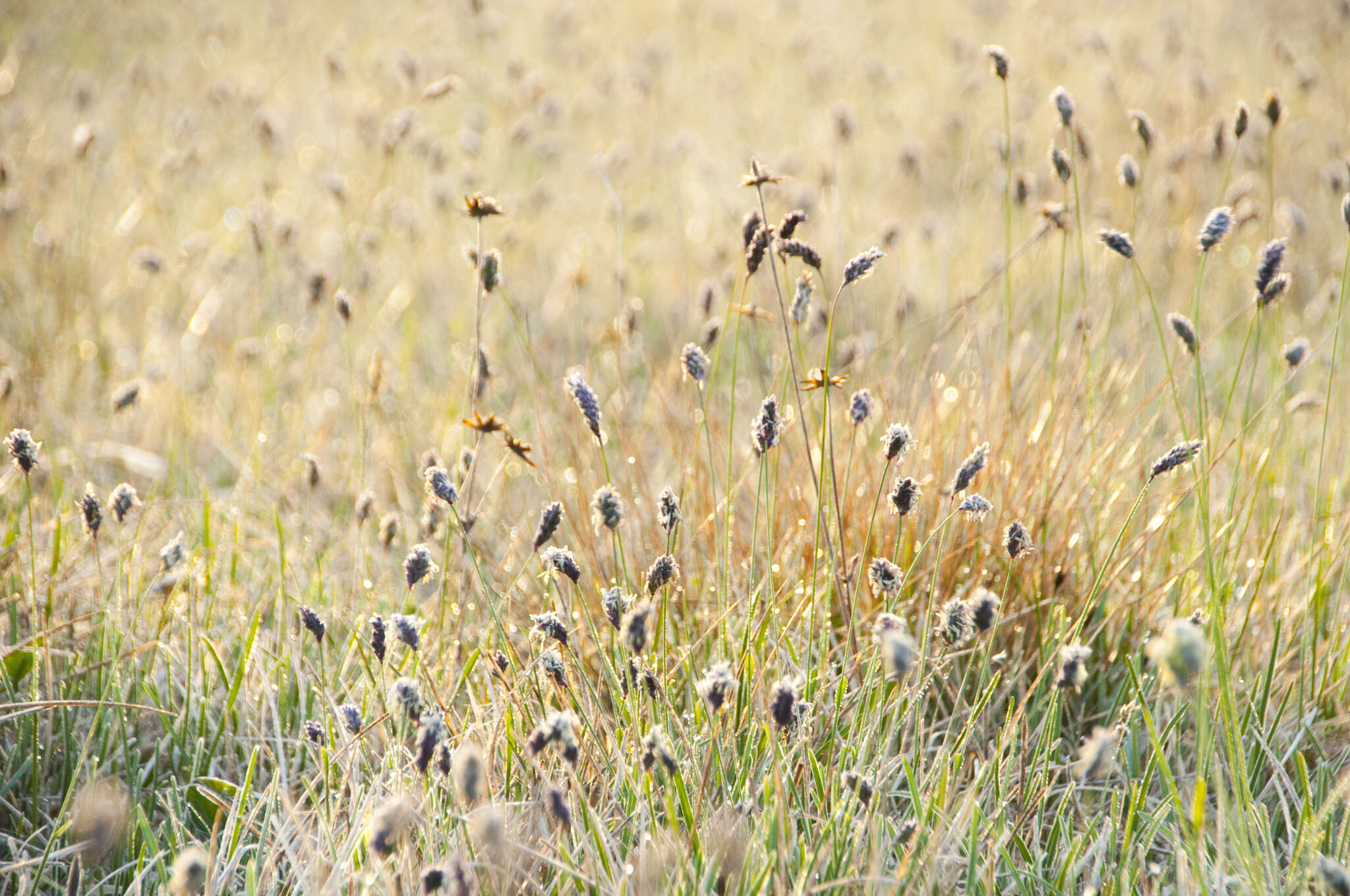 Imagem de Sesleria caerulea (L.) Ard.