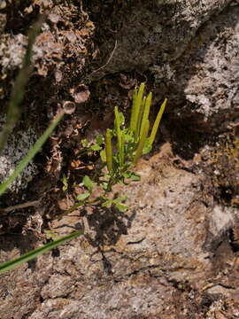 Plancia ëd Cardamine resedifolia L.